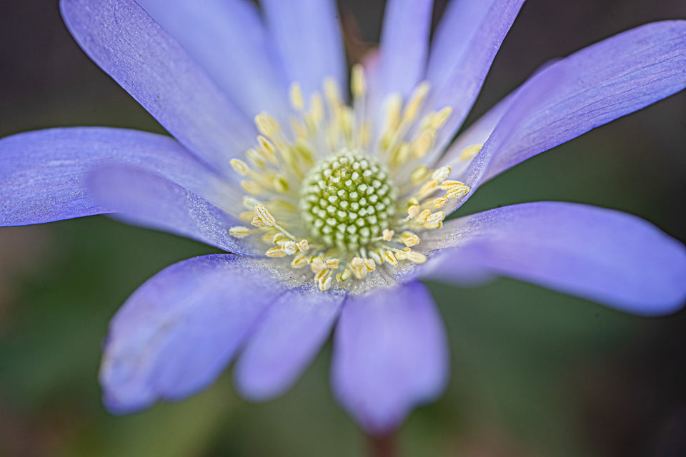Anemone 11
