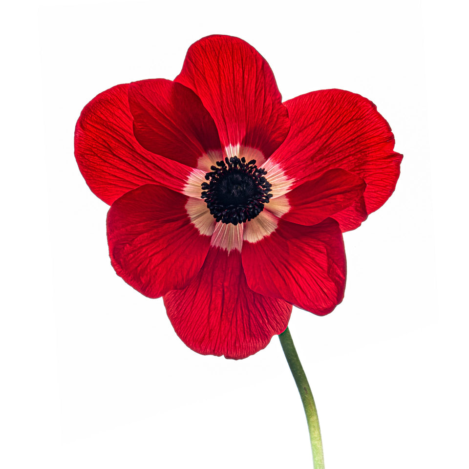 Anemone 12