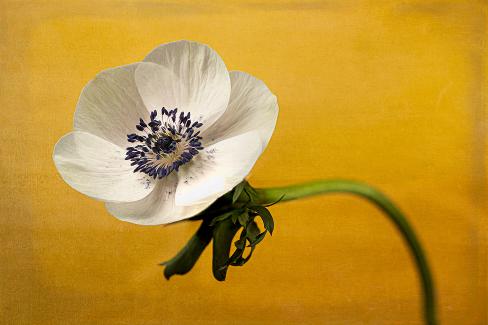 Anemone 17