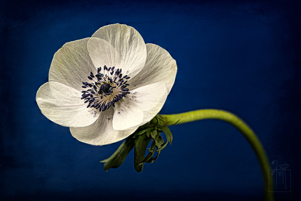 Anemone 18
