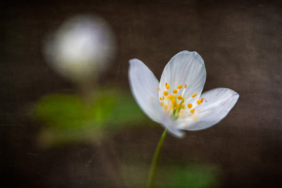 Anemone 6
