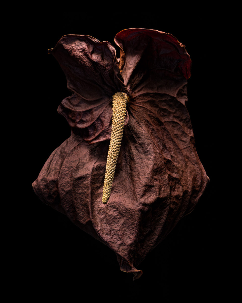 Anthurium 10