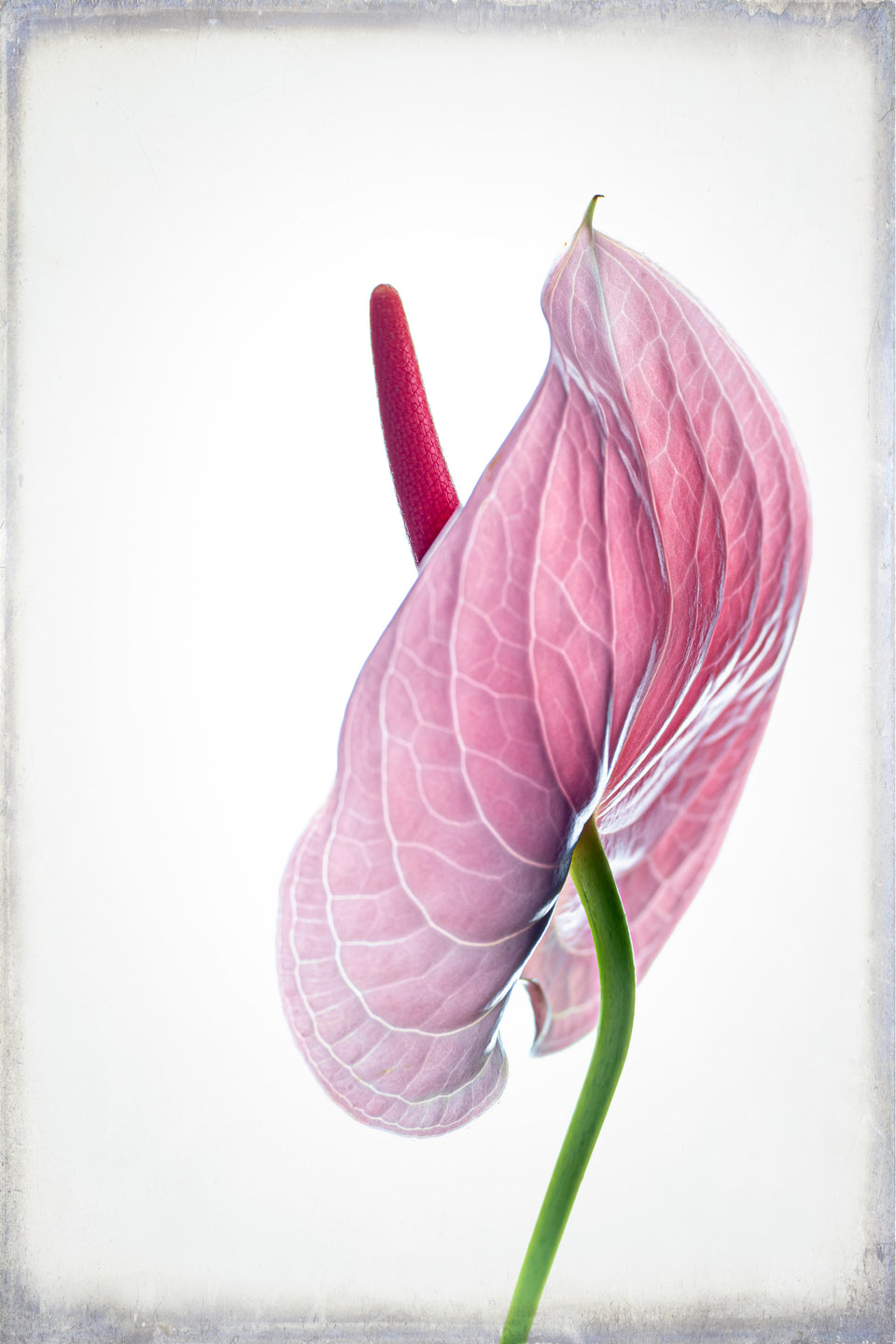 Anthurium 3