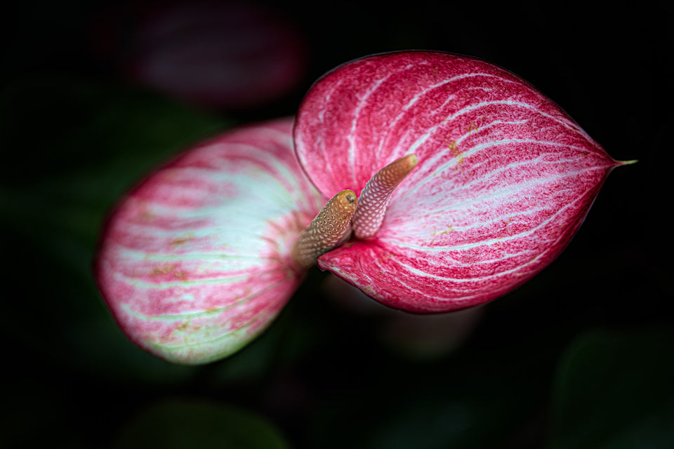 Anthurium 5