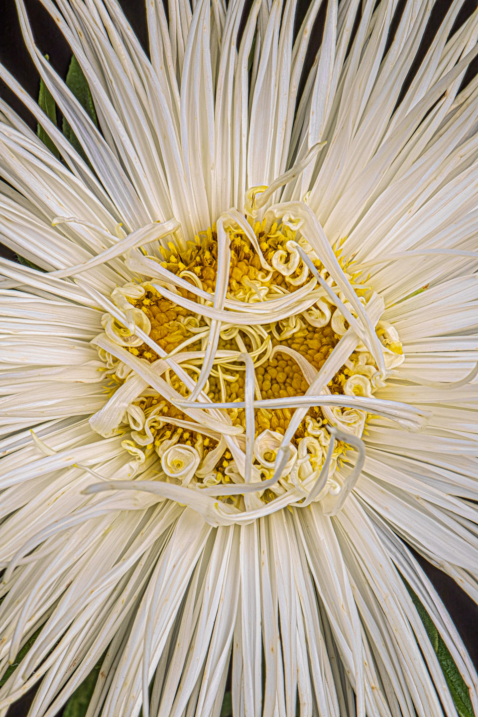 Aster 2