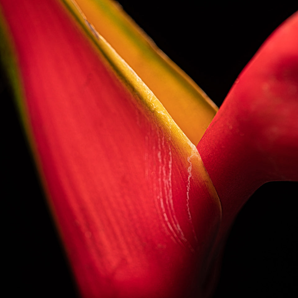 Bird of Paradise 3