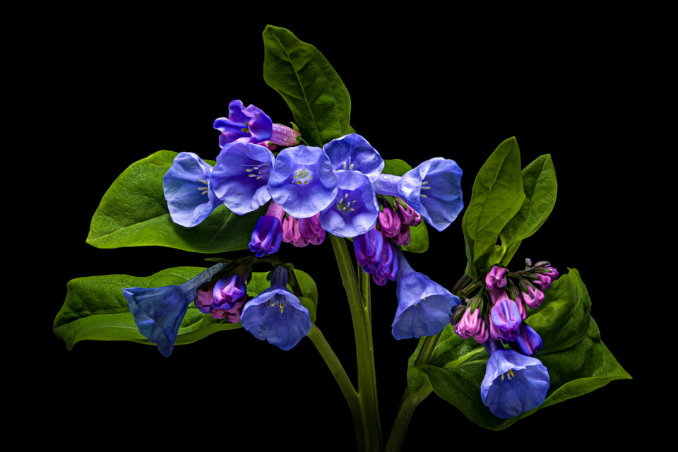 Bluebell 10