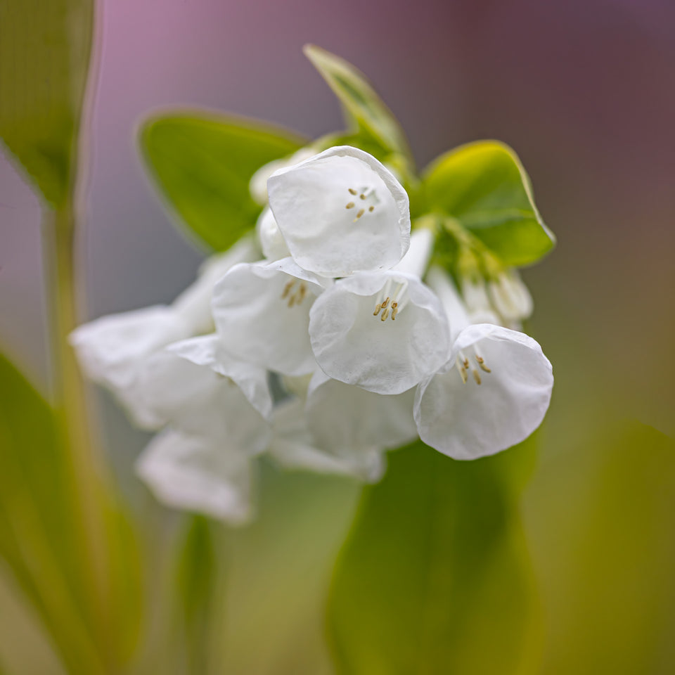 Bluebell 5