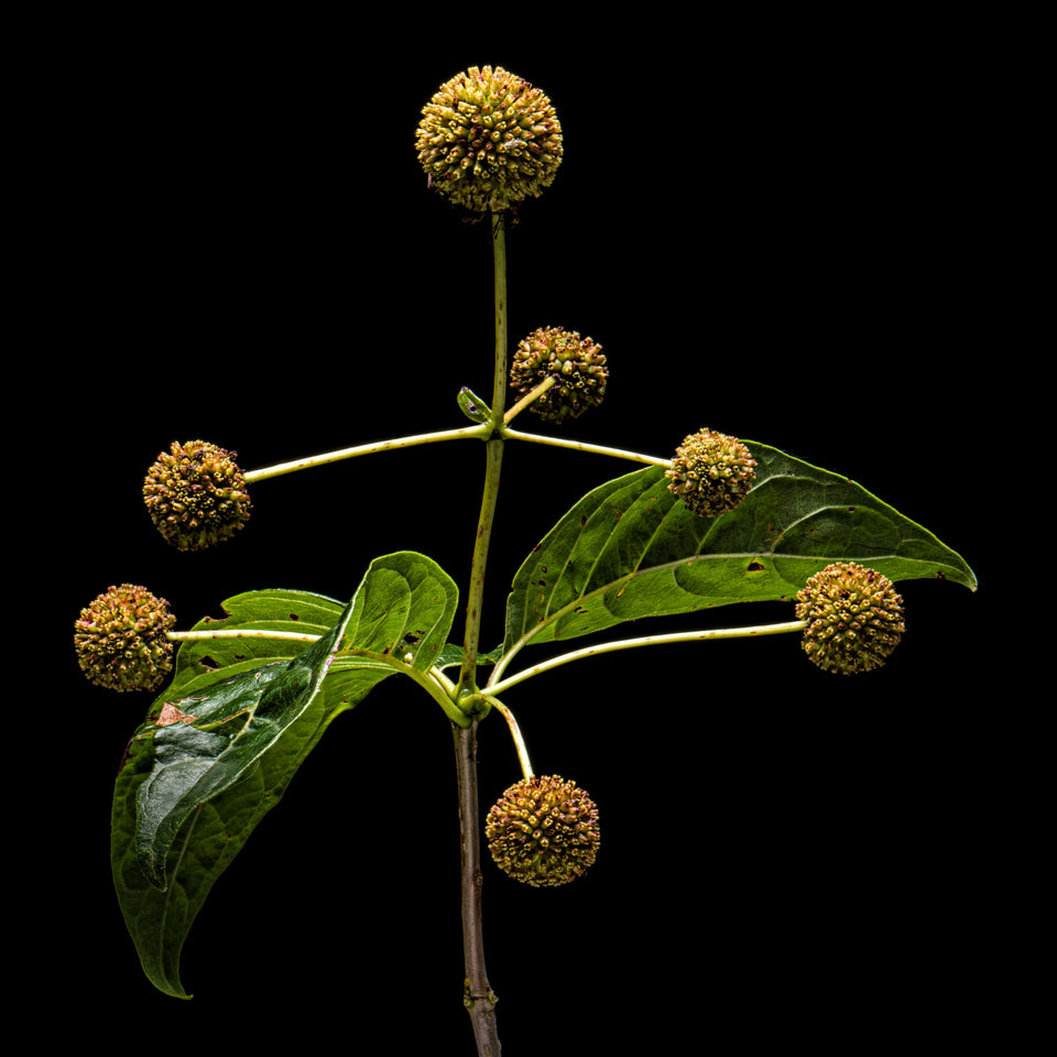 Buttonbush 4