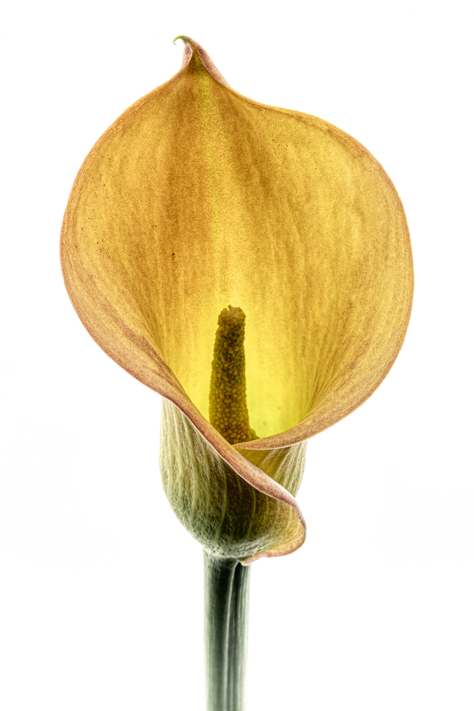Calla Lily 1
