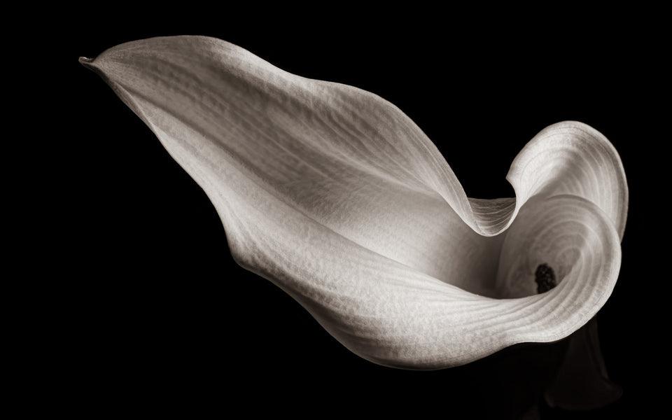 Calla Lily 2