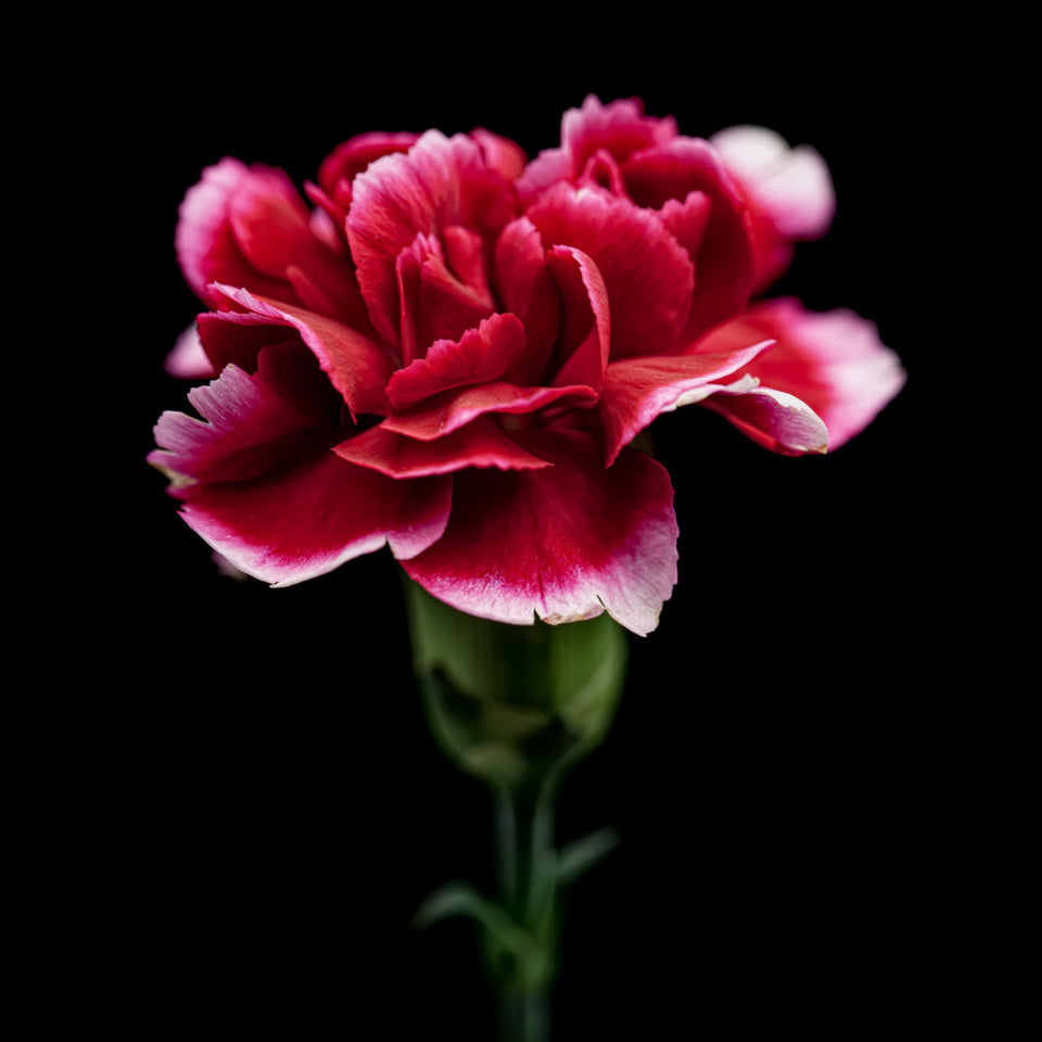 Carnation 5