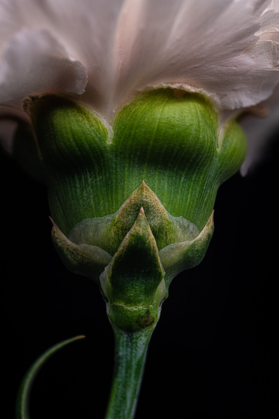 Carnation 8