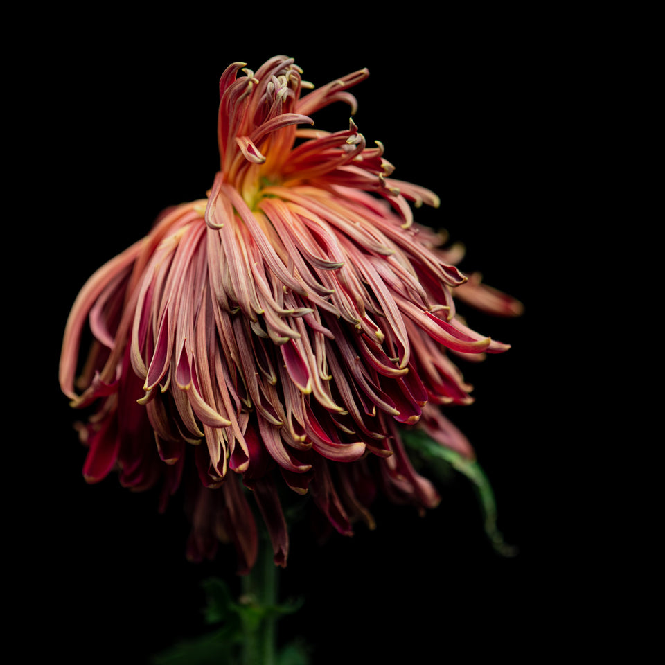 Chrysanthemums 11
