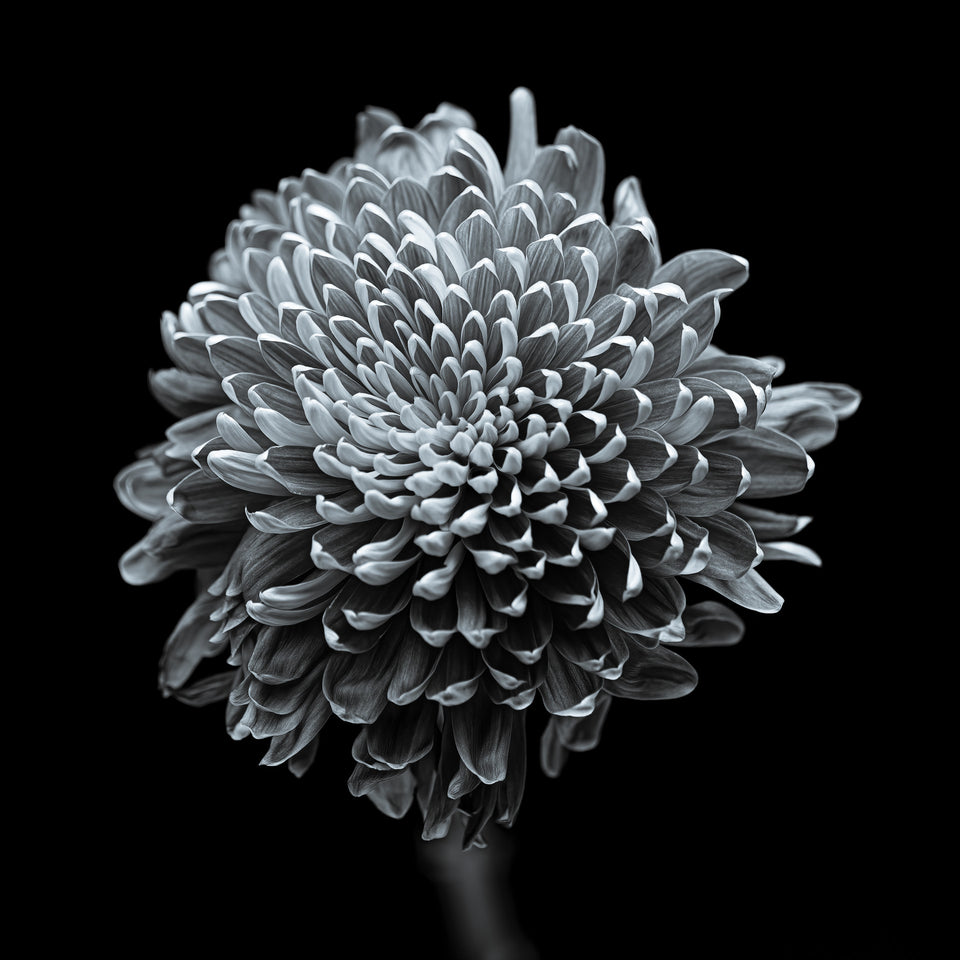 Chrysanthemums 13