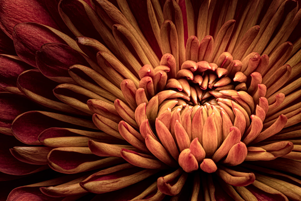 Chrysanthemums 9