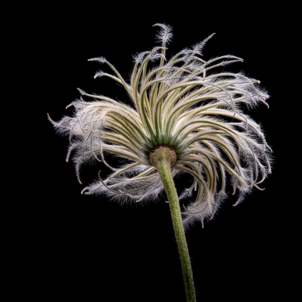 Clematis 1