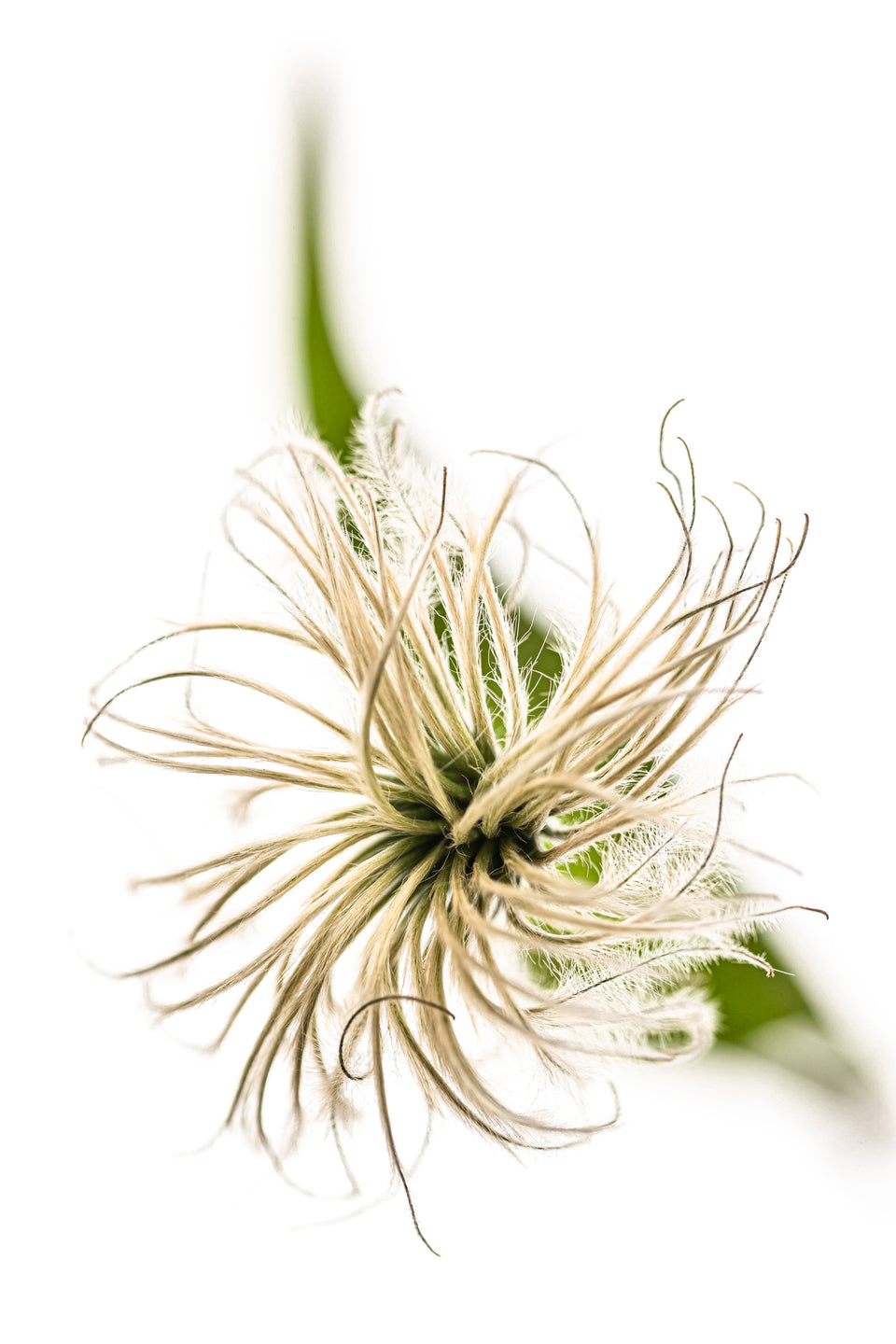 Clematis 2