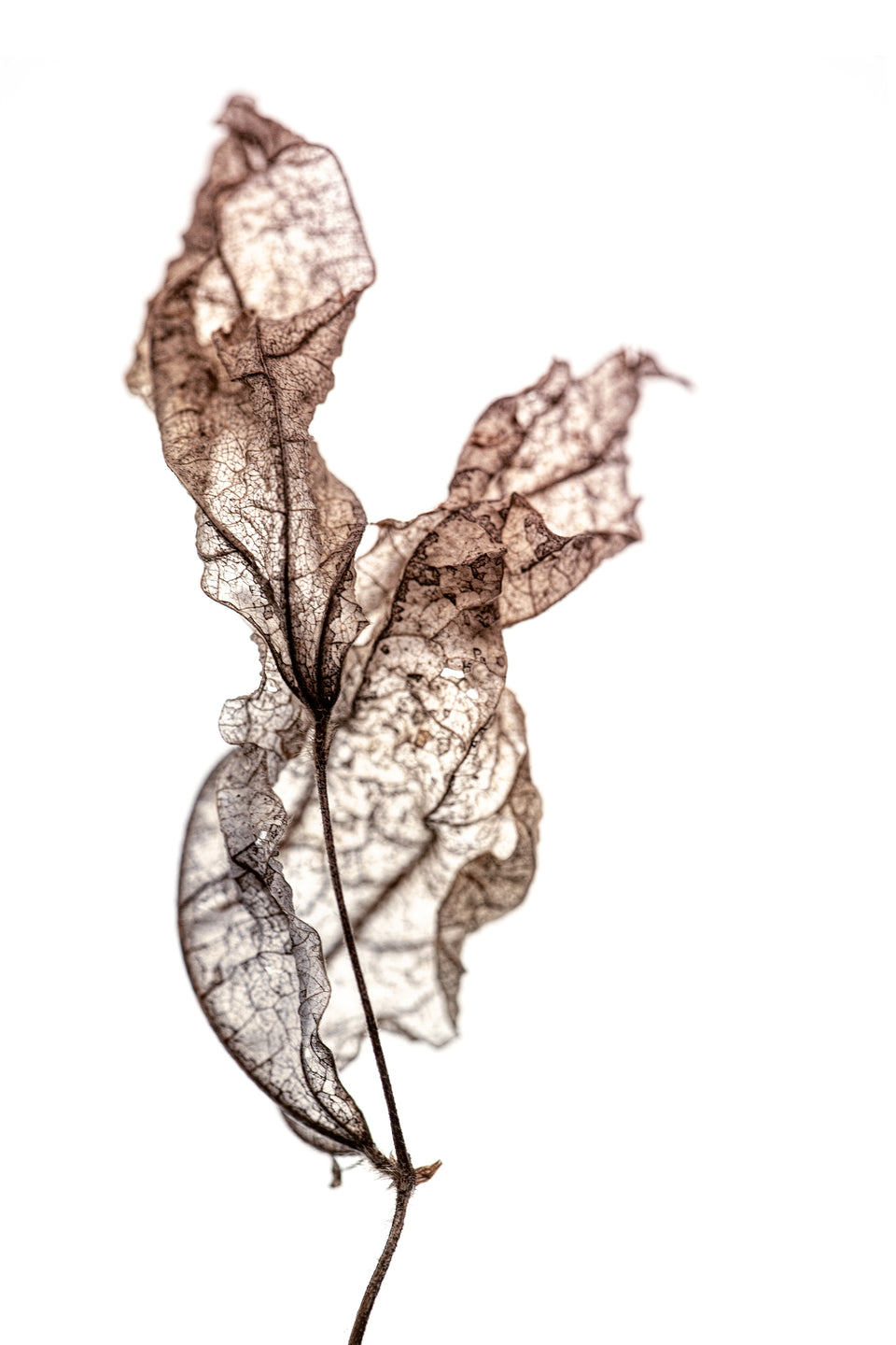 Clematis 3