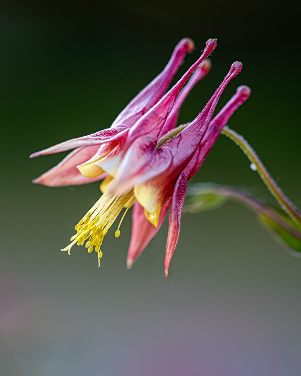Columbine 5