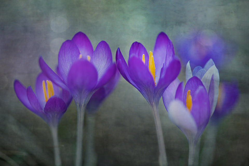 Crocus 6