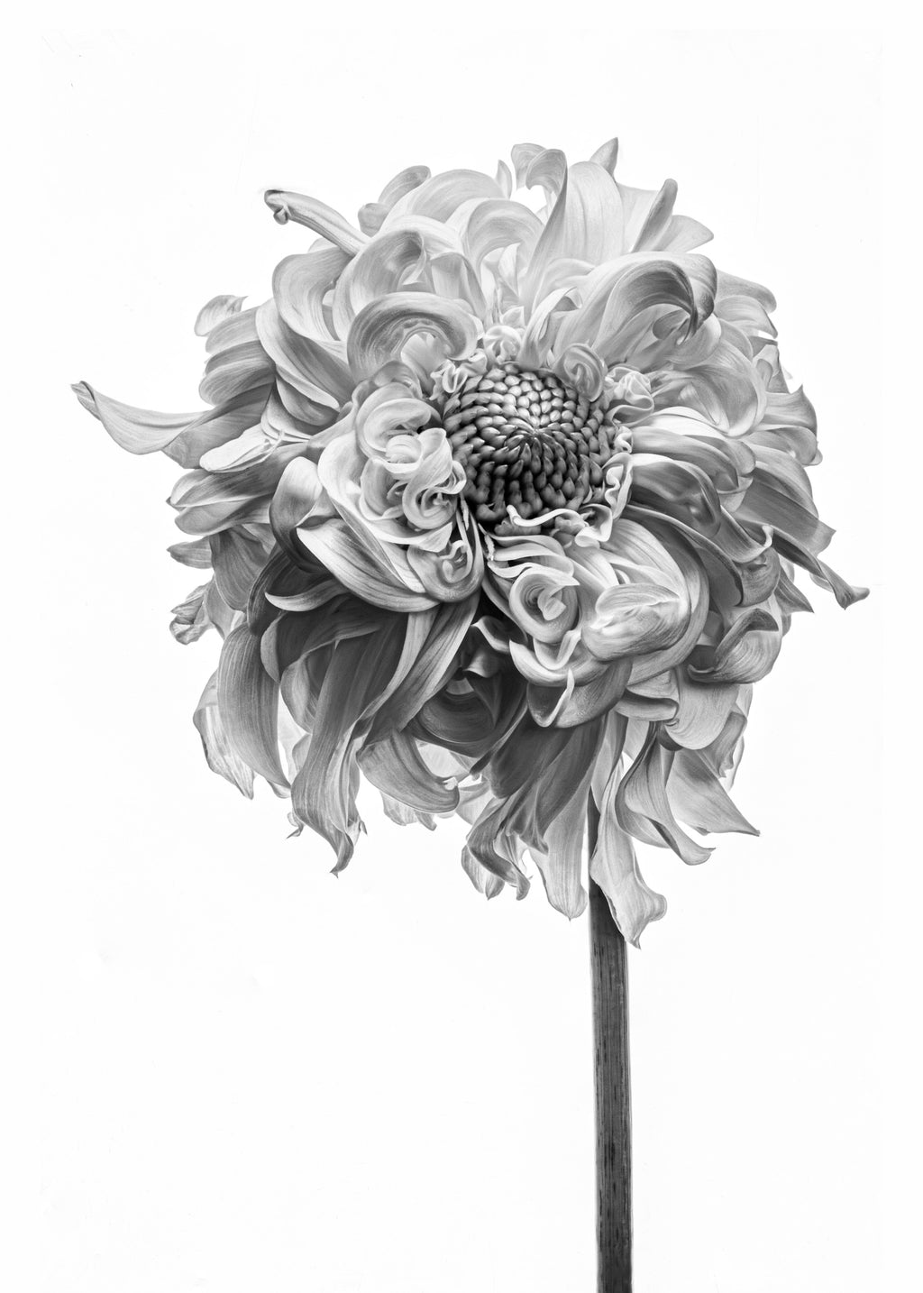 絵画　Dahlia Art-Print-peach-dahlia-