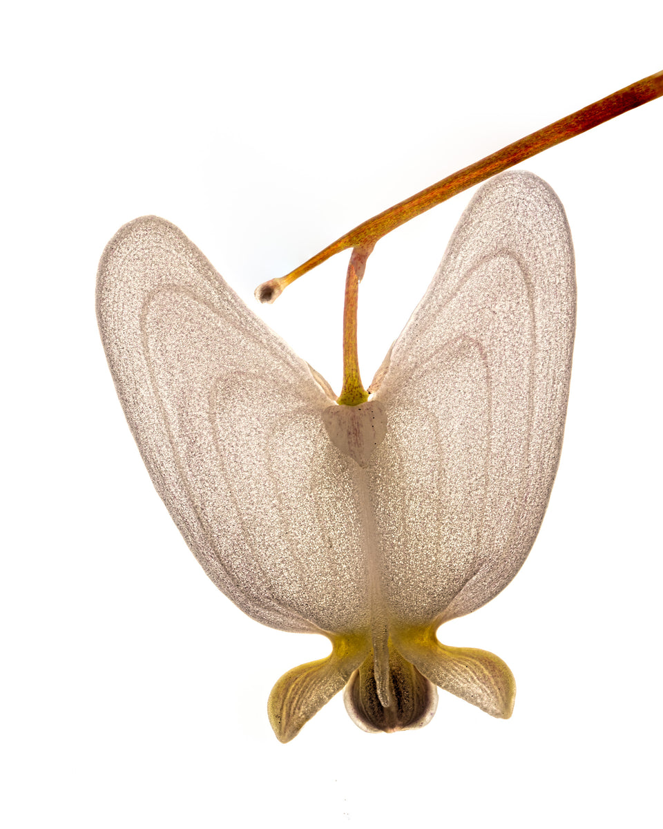 Dutchmans Breeches 3