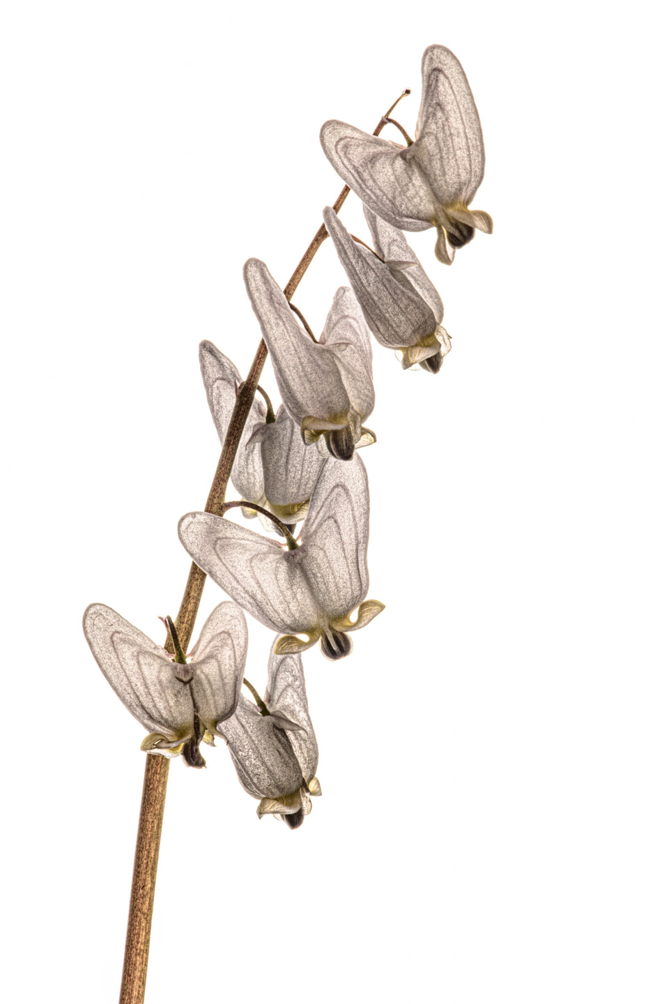 Dutchman's breeches 5