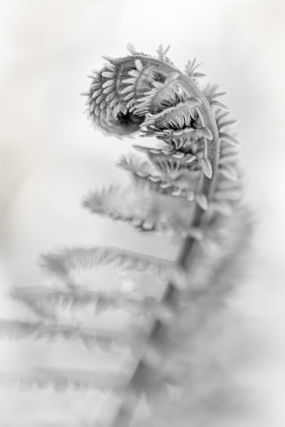 Fern 6