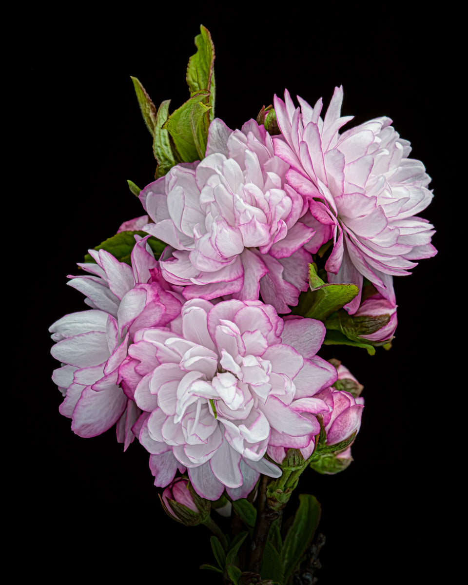 Flowering Almond 1