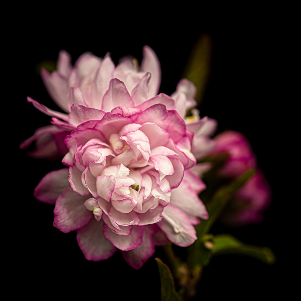 Flowering Almond 2