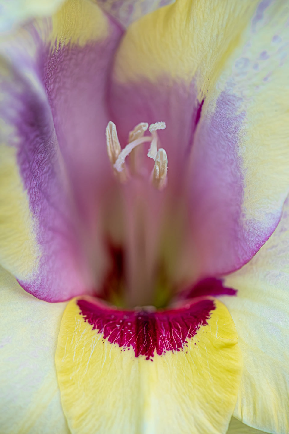 Gladiolus 1