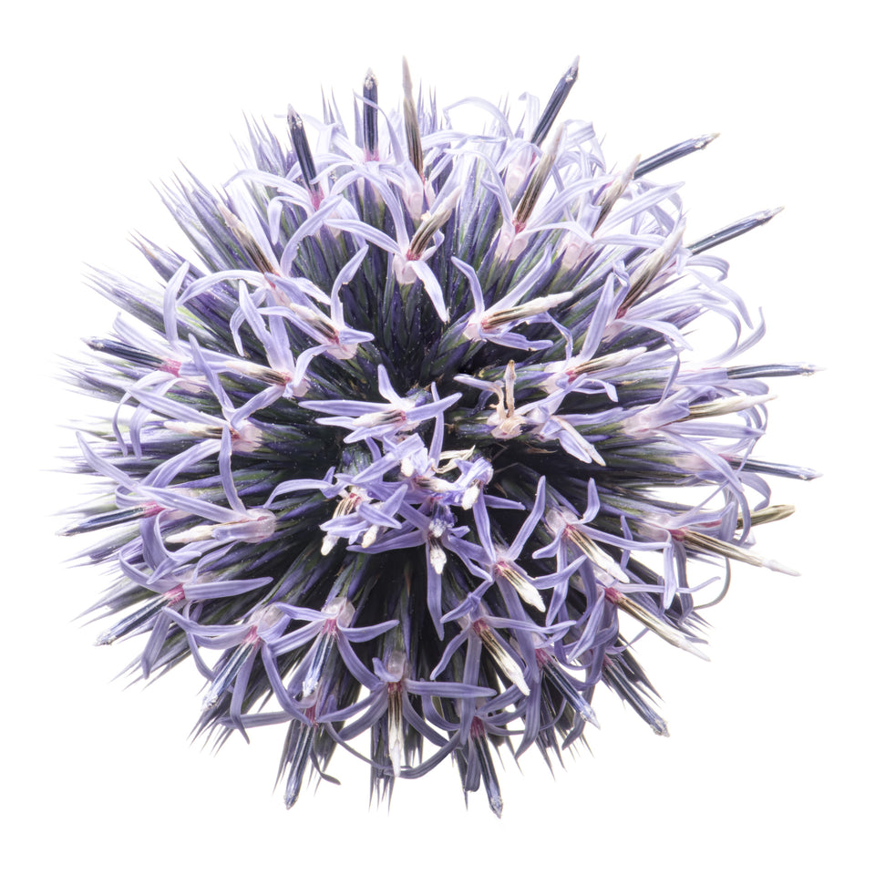 Globe Thistle 4
