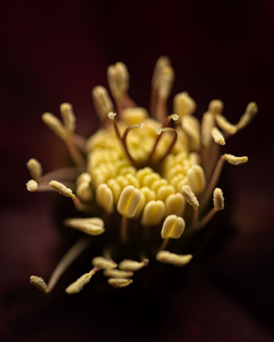 Hellebore 1