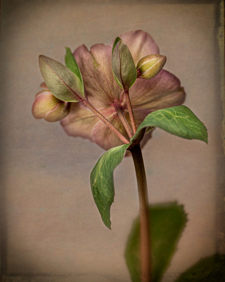 Hellebore 2