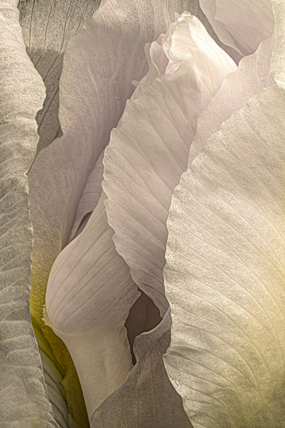 Iris 14