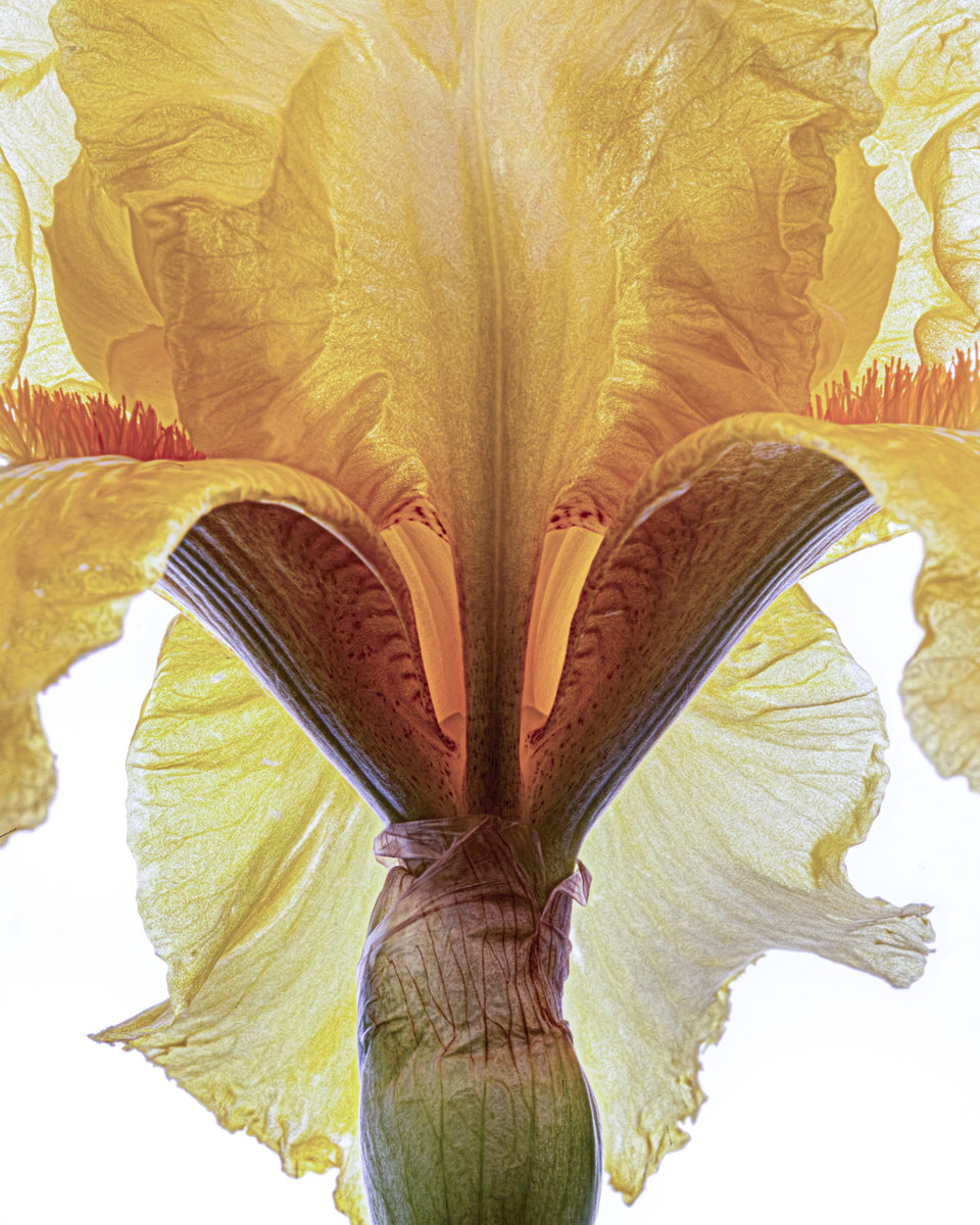 Iris 16