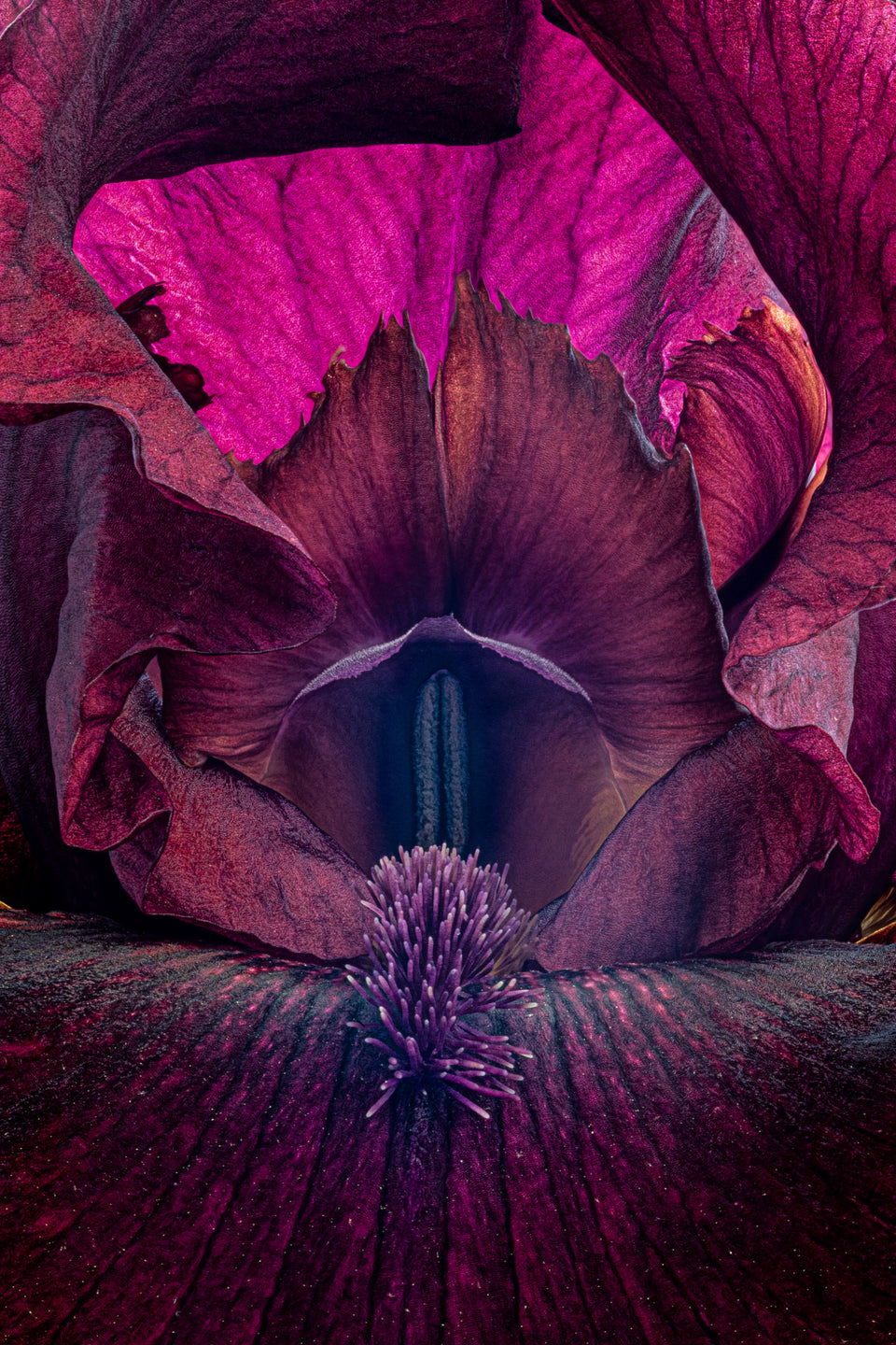Iris 23
