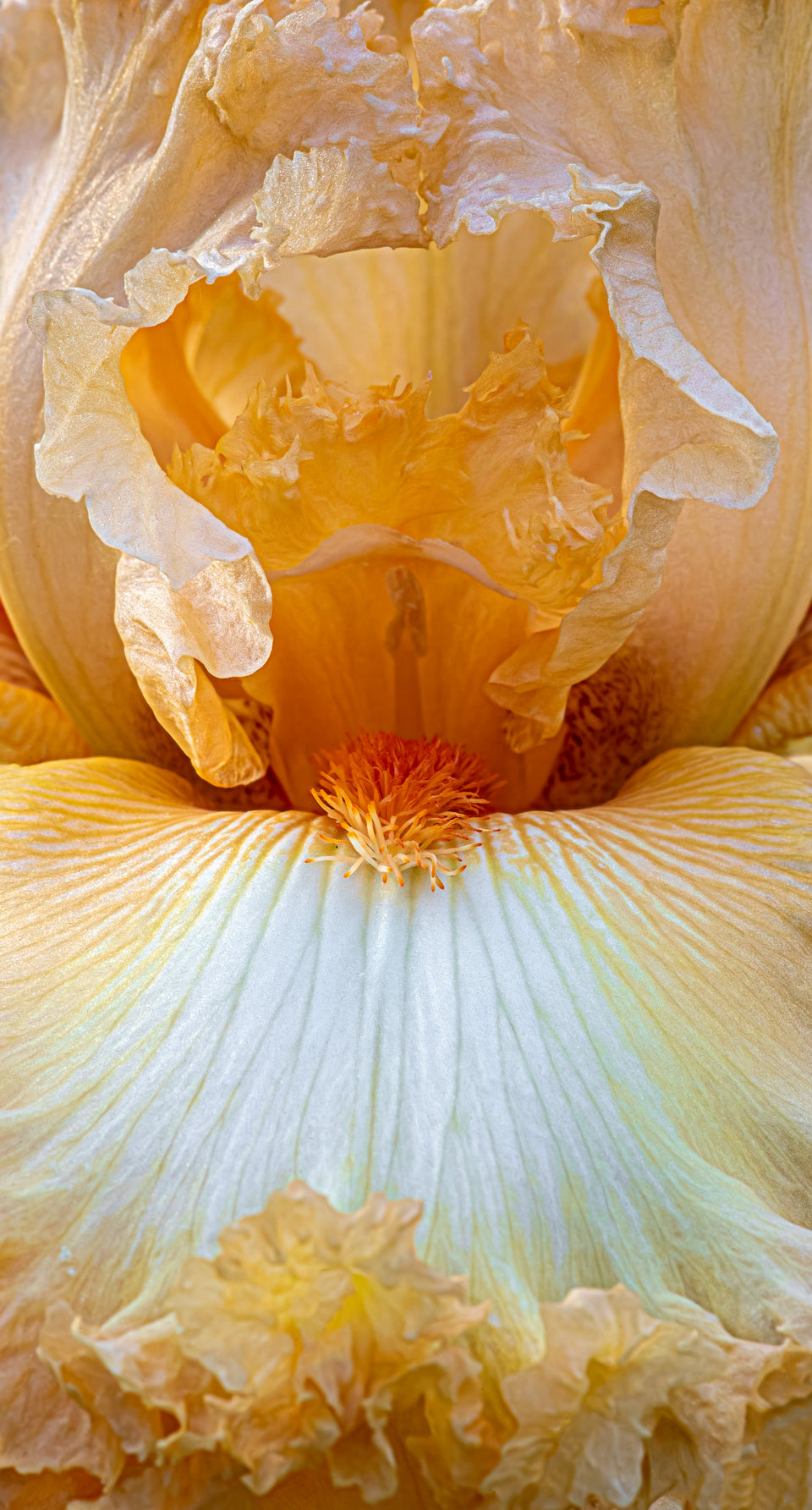 Iris 25