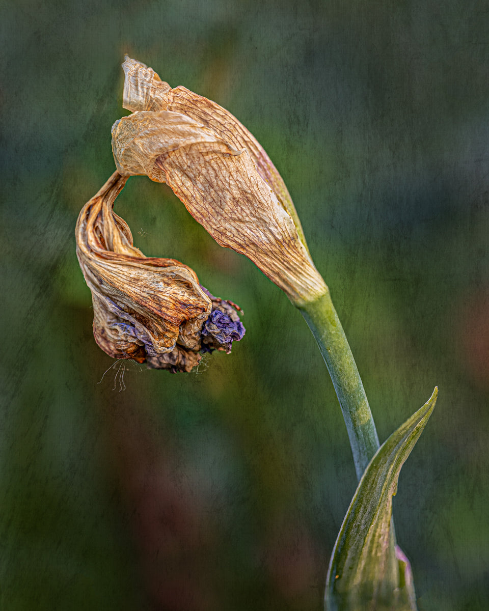 Iris 26