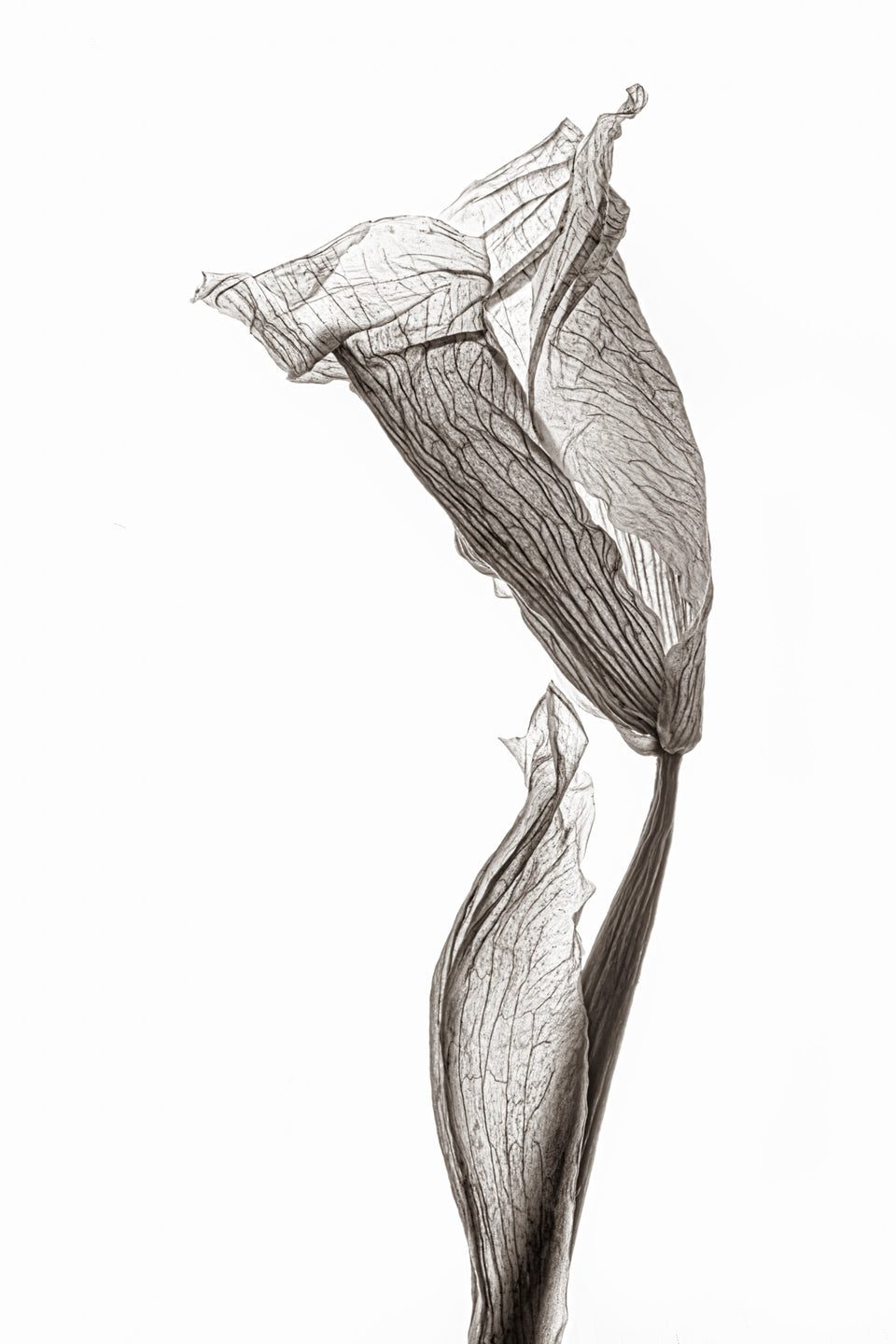 Iris 28