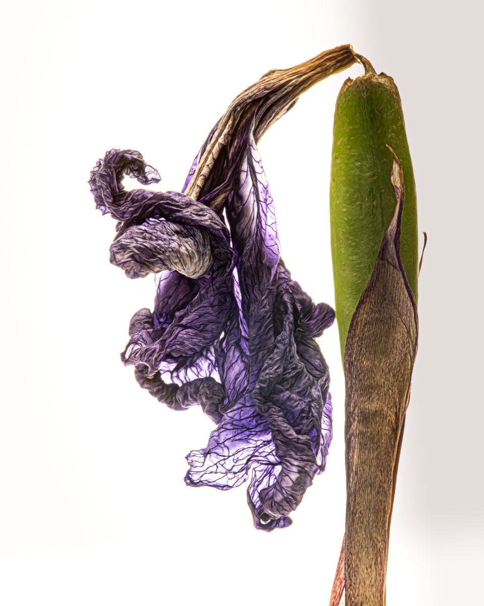 Iris 29
