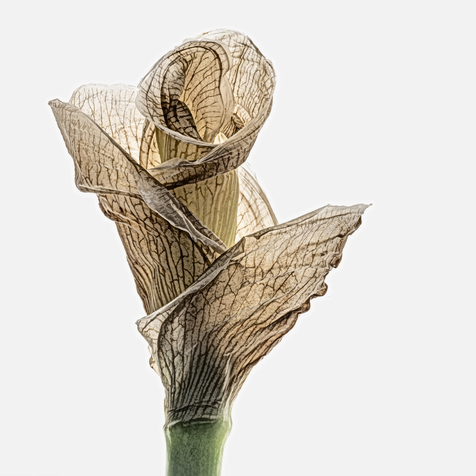 Iris 8