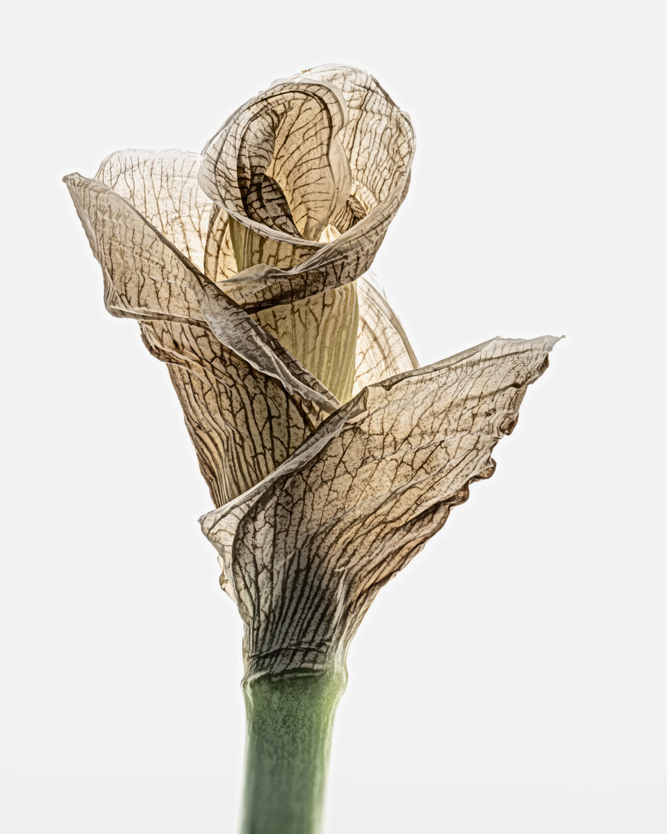 Iris 8