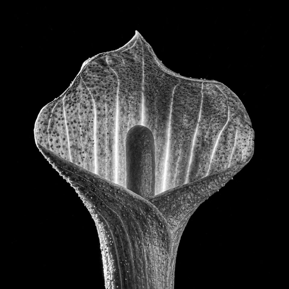 Jack in the Pulpit 1