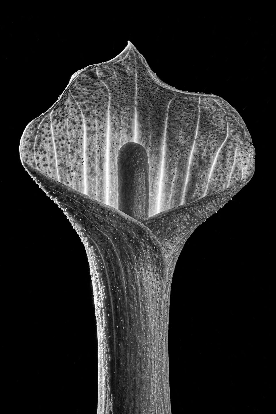 Jack in the Pulpit 1