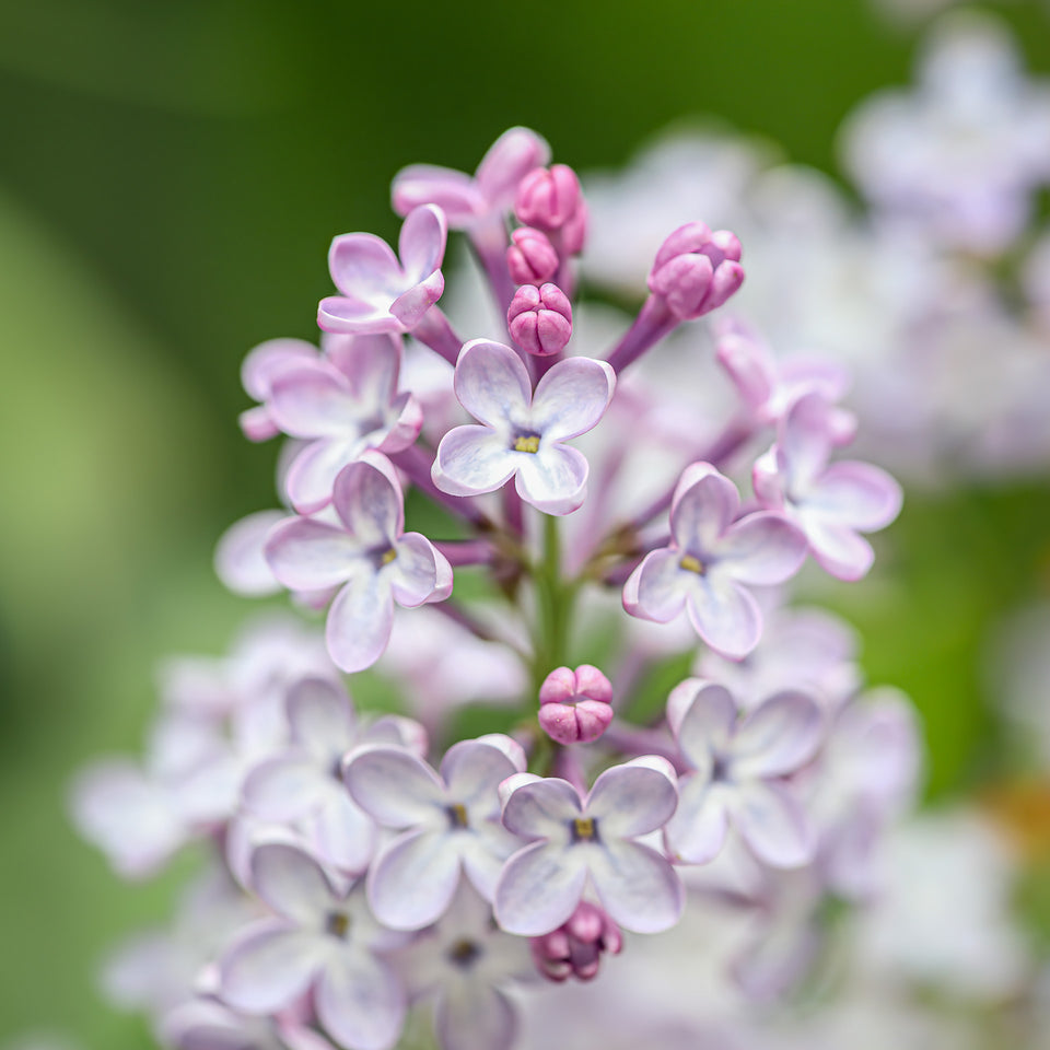 Lilac 1