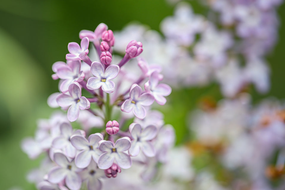 Lilac 1