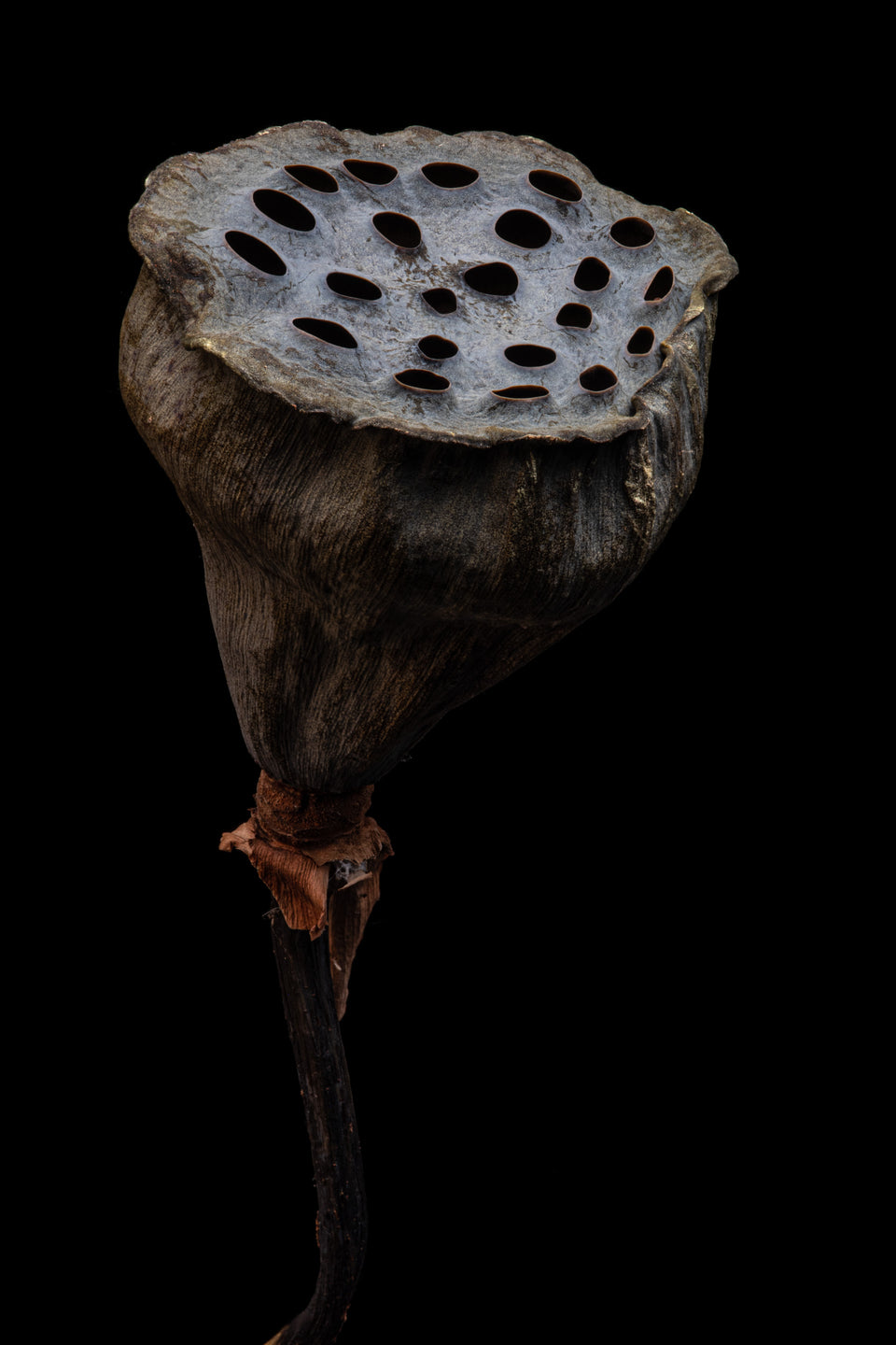 Lotus 1
