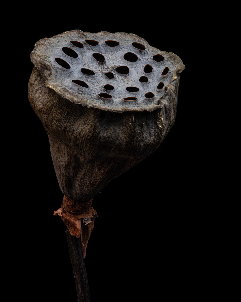 Lotus 1